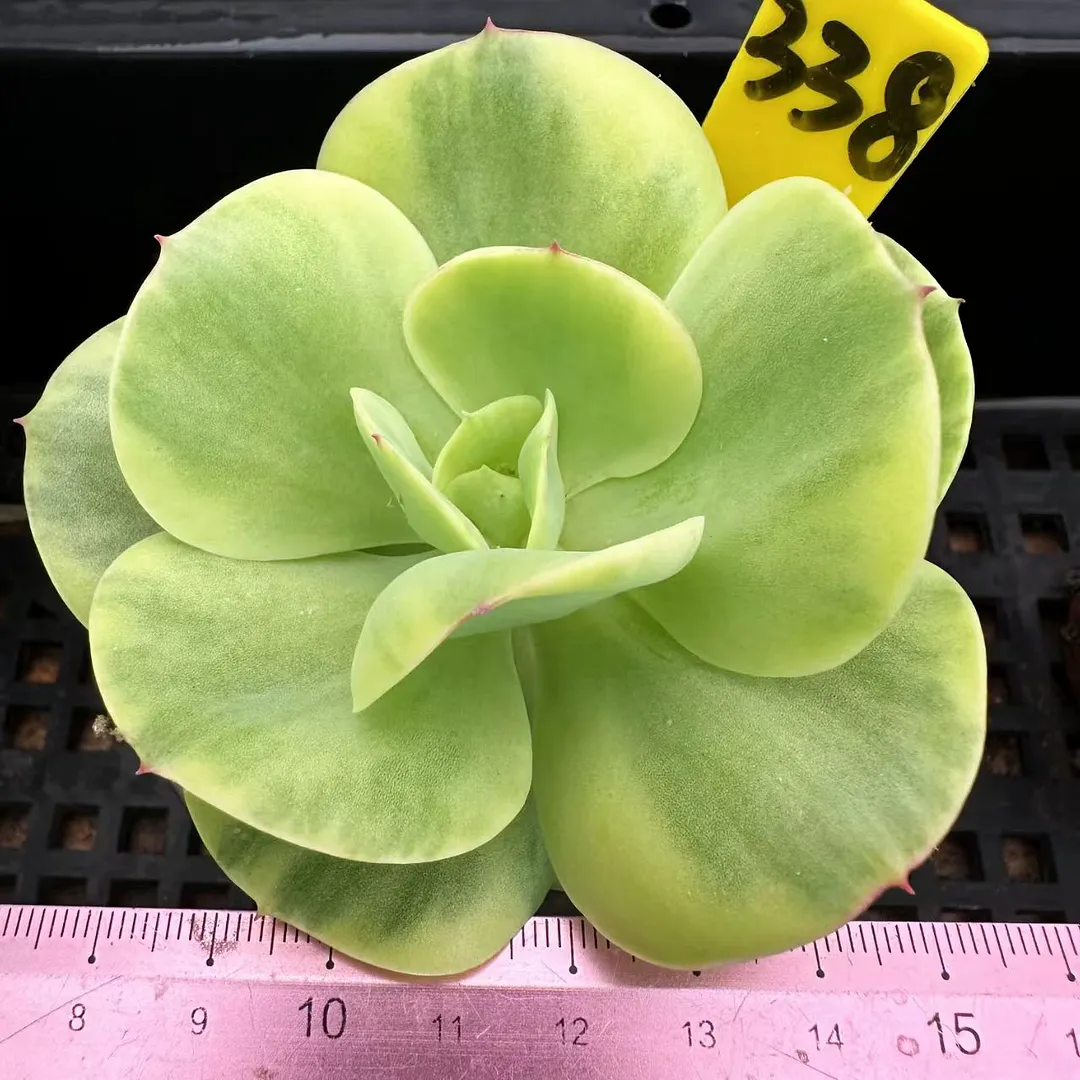 plant Aeonium Echeveria Haworthia  Caudex  Lithops Cactus  Agave 