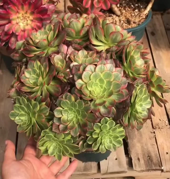 plant Aeonium Echeveria Haworthia  Caudex  Lithops Cactus  Agave 