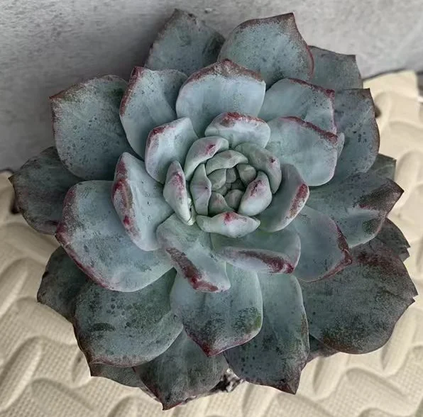 plant Aeonium Echeveria Haworthia  Caudex  Lithops Cactus  Agave 