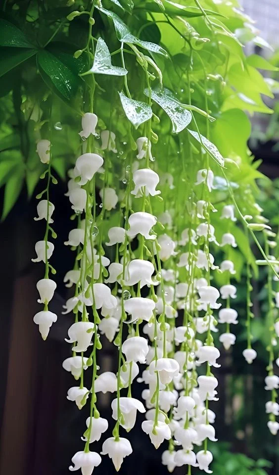 Lily of the Valley