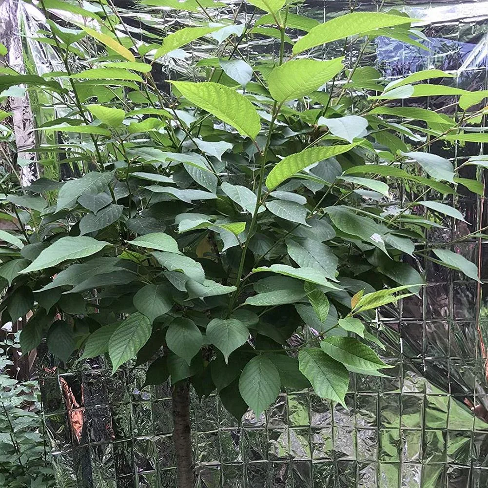 210x120cm Reflective Film Plants Garden Greenhouse Covering Foil Sheets