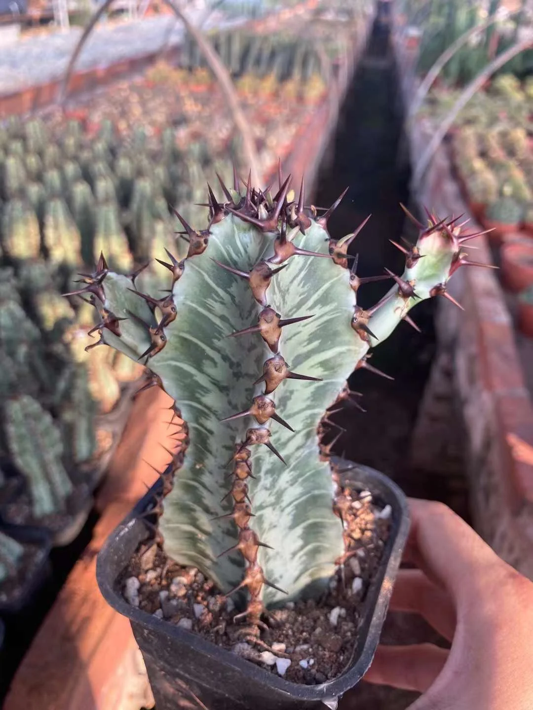 686.   Zebra   single head has roots   15-20cm / Cactus plants  / Succulent plants / Garden landscape / Carefully select healthy plants