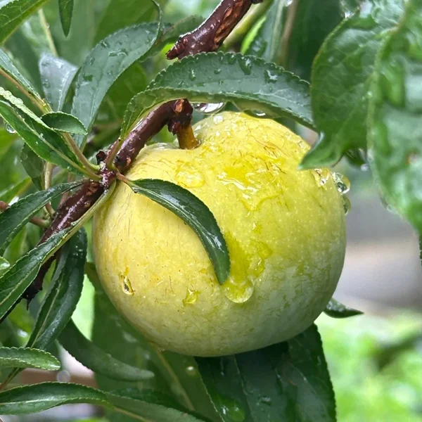 HONEY PLUM SEEDS 