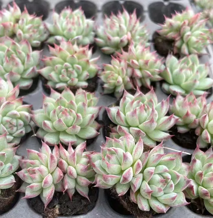 plant Aeonium Echeveria Haworthia  Caudex  Lithops Cactus  Agave 