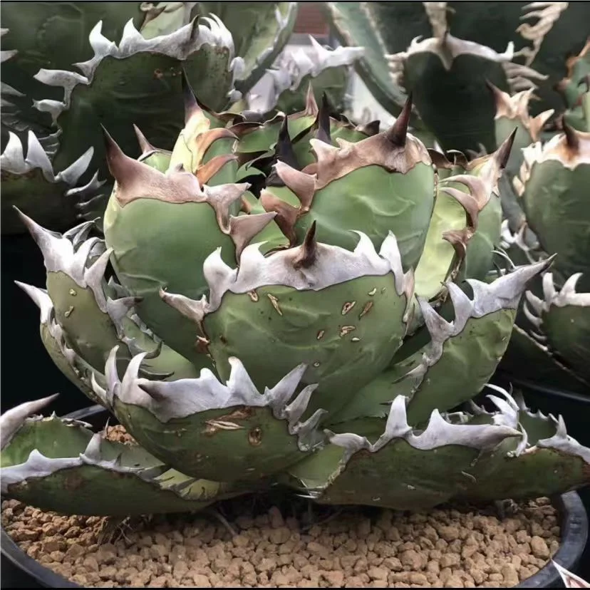 992.Agave Titanota SHAQ 8cm/Agave plants/ Succulent plants / Garden landscape / Carefully select healthy plants