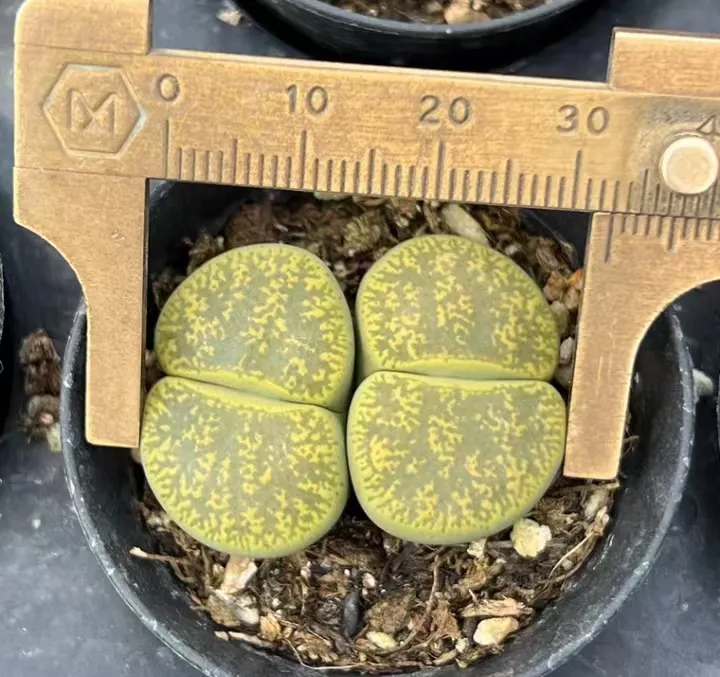 plant Aeonium Echeveria Haworthia  Caudex  Lithops Cactus  Agave 