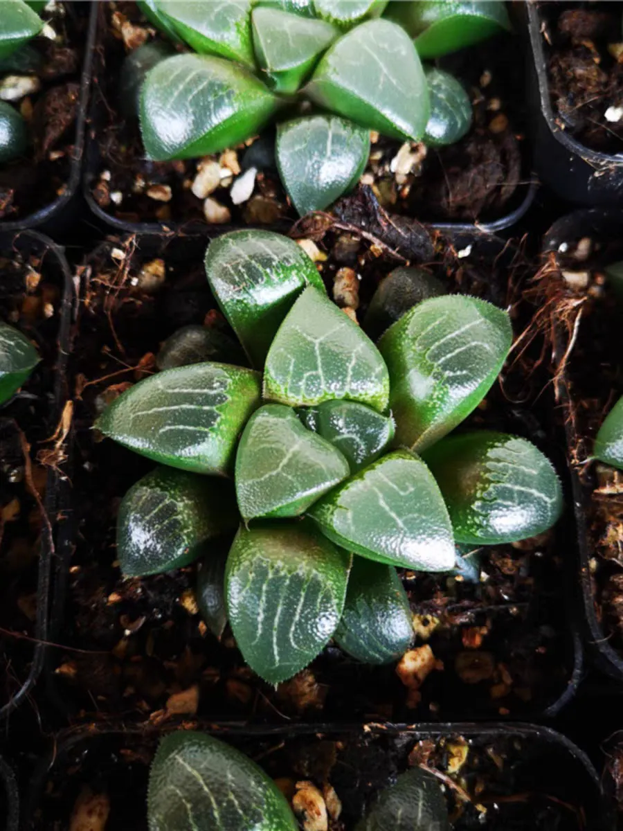 plant Aeonium Echeveria Haworthia  Caudex  Lithops Cactus  Agave 