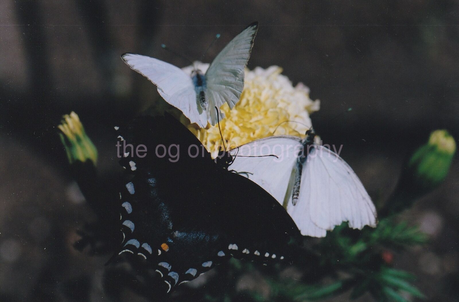 3 Butterflies FOUND Photo Poster painting ColorOriginal Snapshot VINTAGE 811 1 I