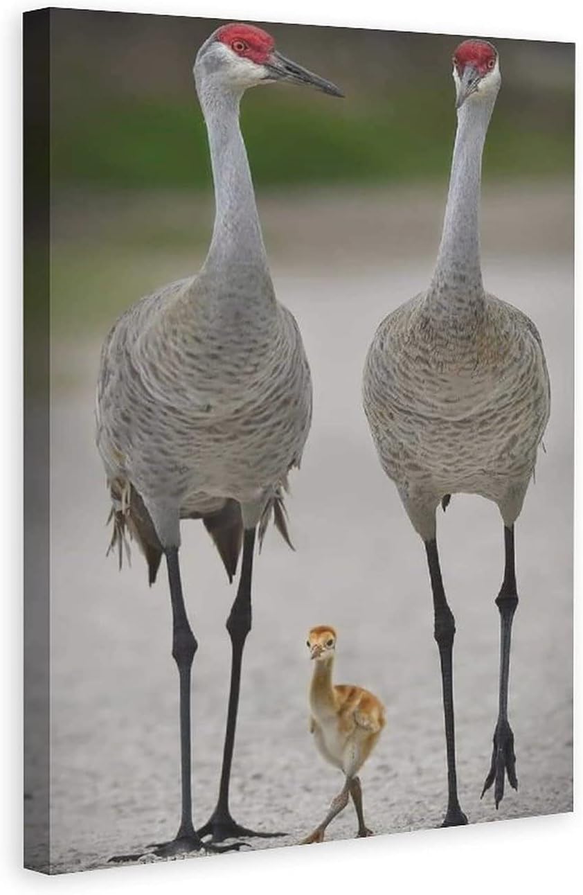 Wild Animals Sandhill Crane And Bdby Canvas Poster Bedroom Decor Sports Landscape Office Room Decor Gift,Canvas Poster Wall Art Decor Print Picture Paintings for Living Room Bedroom Decoration 8x12inc 8x12inchs(20x30cm)