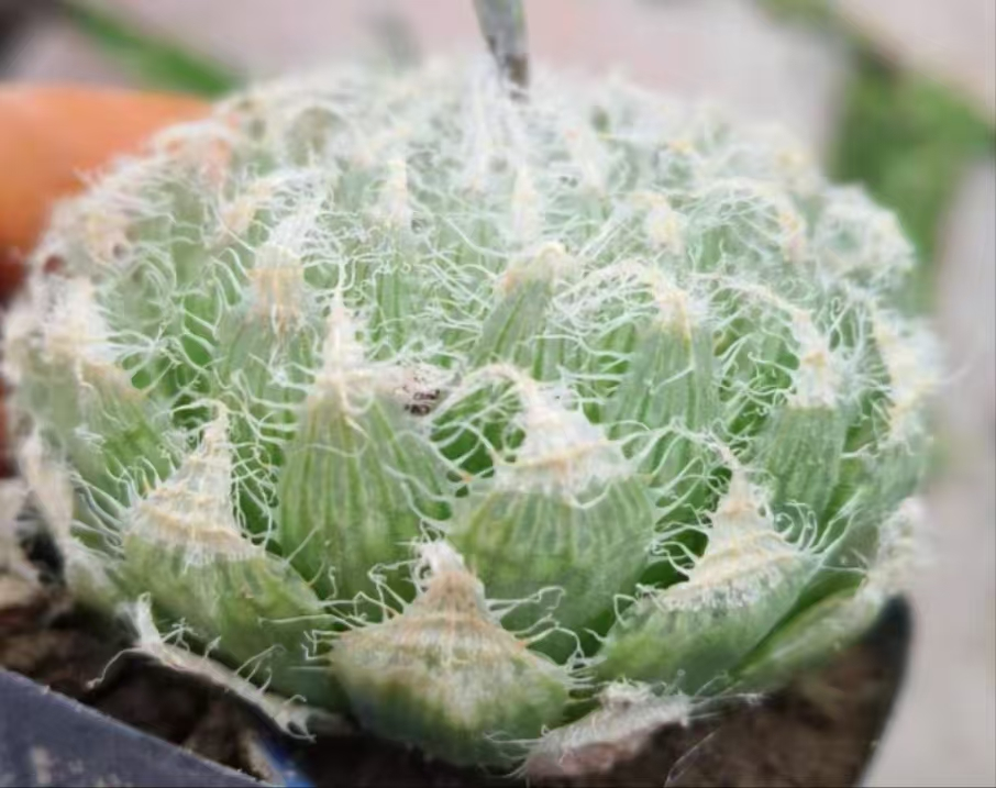 1162.Haworthia semiviva /Haworthia/ Succulent plants / Garden landscape / Carefully select healthy plants