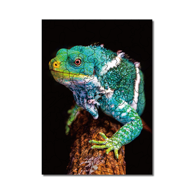 Color-changing lizards Puzzle