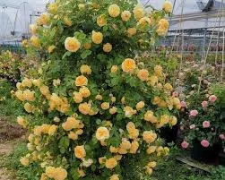 🌹Climbing Vine Rose Flower Seeds🌹