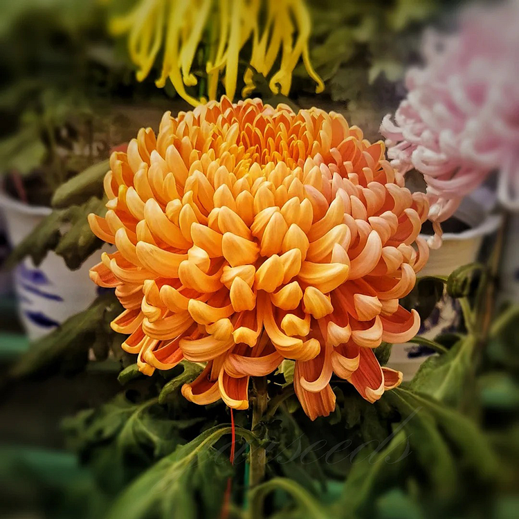 🧡Orange Giant Chrysanthemum Seeds