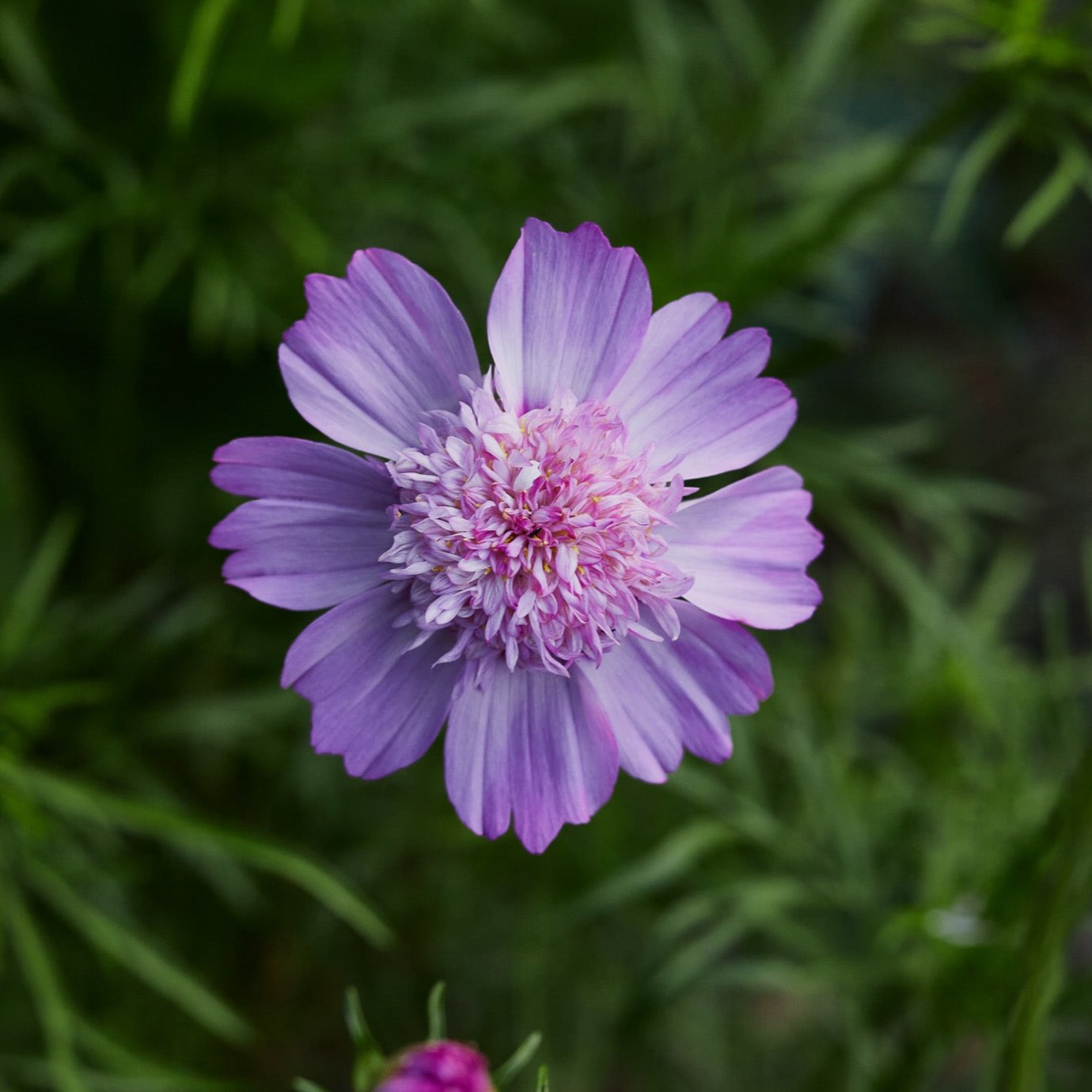 Cosmos Popsocks Pink Flower | X 30 Seeds