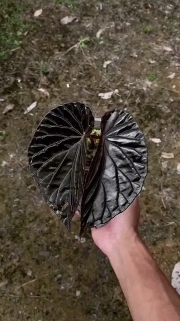 Uniqueness of Begonia Black Blood