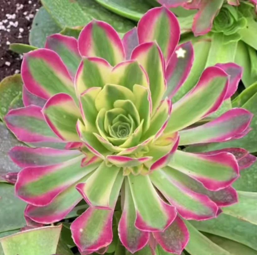 plant Aeonium Echeveria Haworthia  Caudex  Lithops Cactus  Agave 