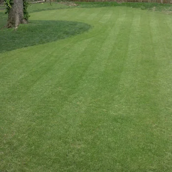 True Putt Creeping Bluegrass Seed