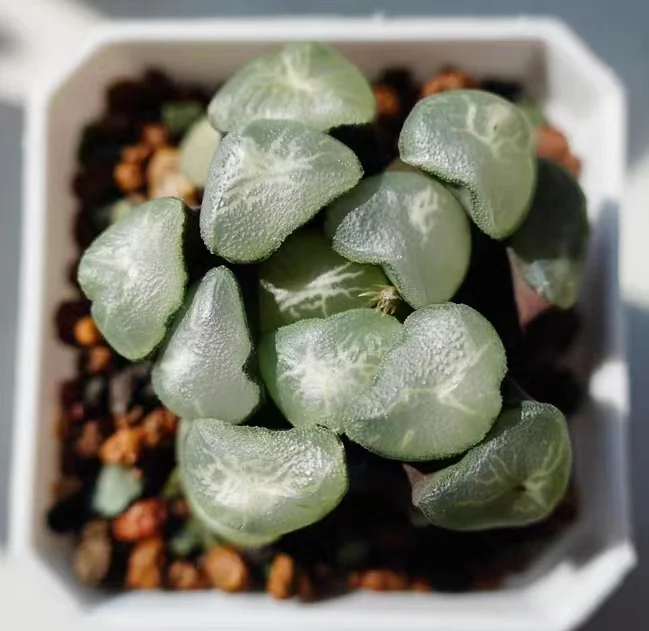 cy5.HAWORTHIA MAUGHANII 'TAIHO 5-6cm/ Haworthia/ Succulent plants / Garden landscape / Carefully select healthy plants