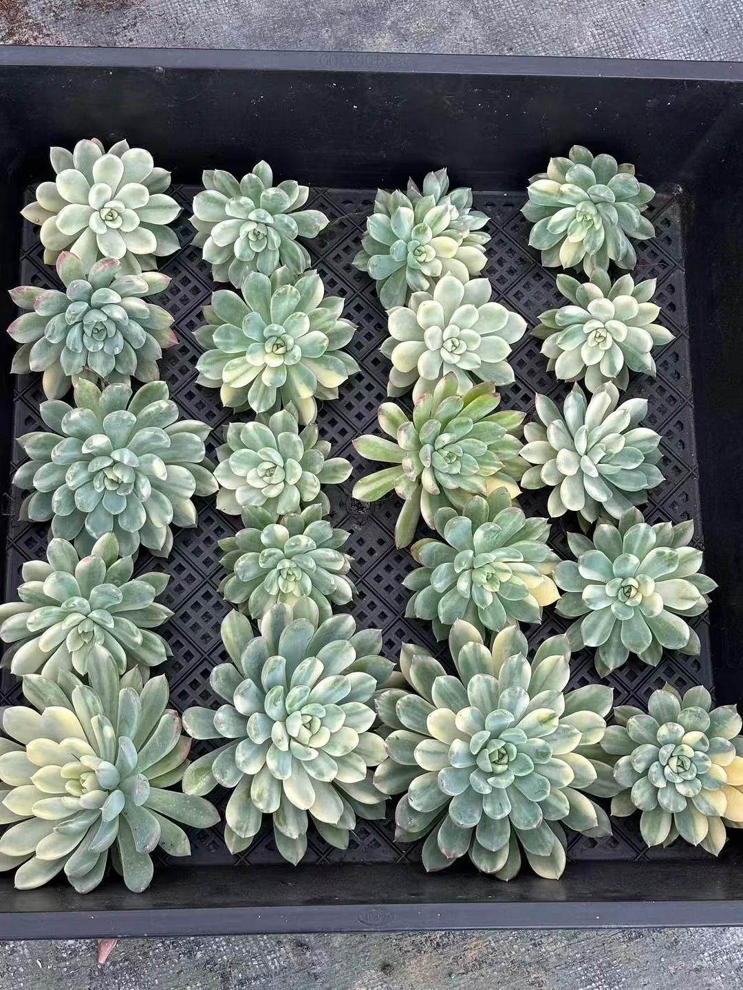 plant Aeonium Echeveria Haworthia  Caudex  Lithops Cactus  Agave 