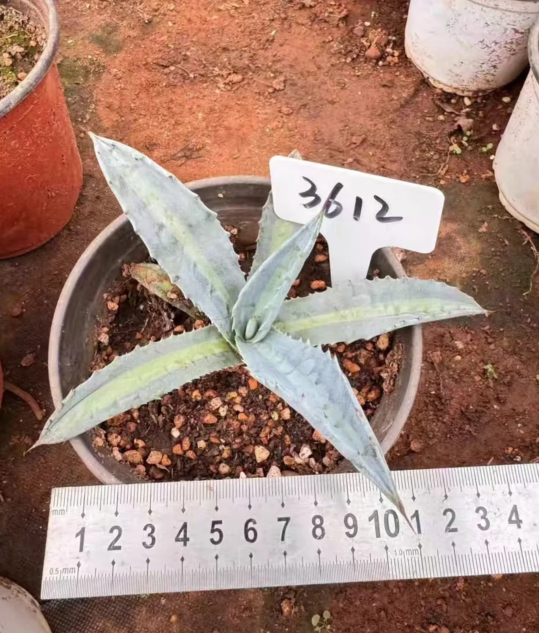 plant Aeonium Echeveria Haworthia  Caudex  Lithops Cactus  Agave 