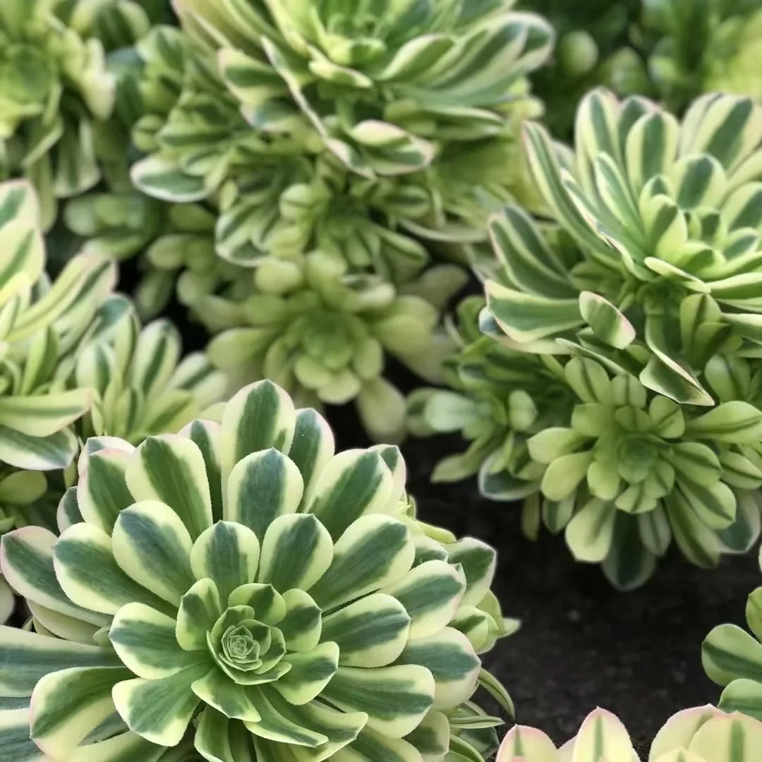 plant Aeonium Echeveria Haworthia  Caudex  Lithops Cactus  Agave 