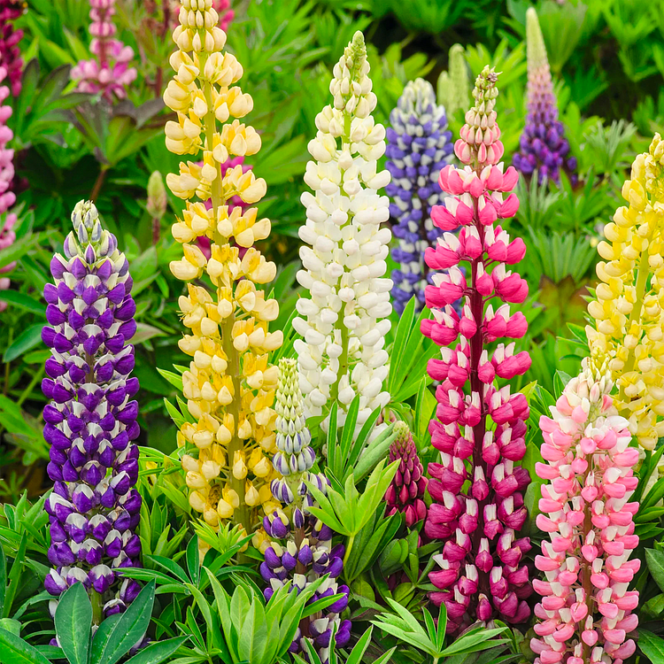 Lupine Flower Seeds - Mixed Color 