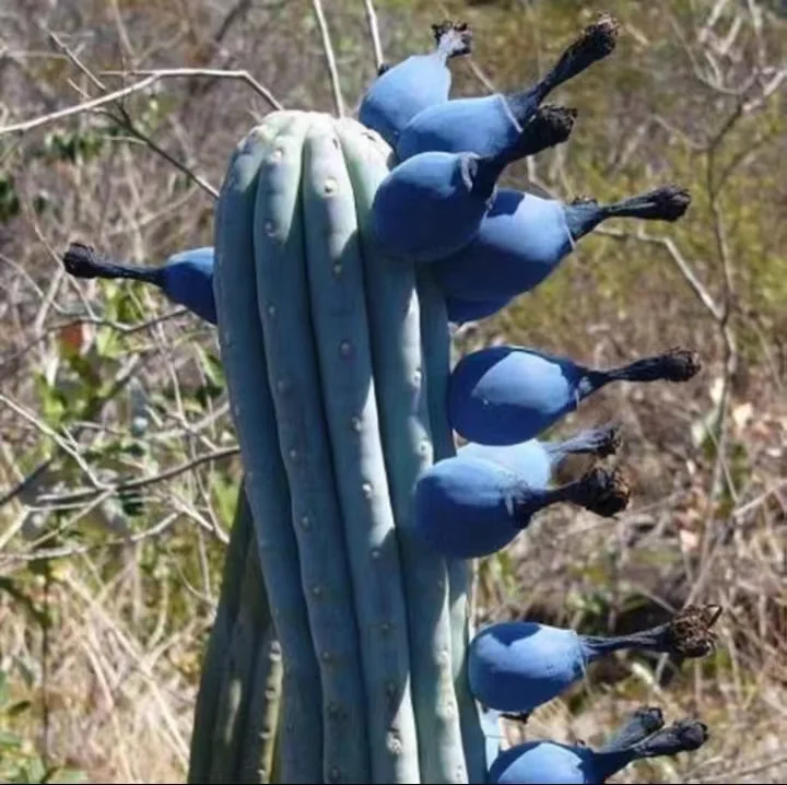 647. Cipocereus bradei  single head 7-8cm/Cactus plants / Succulent plants/Garden landscape / Carefully select healthy plants