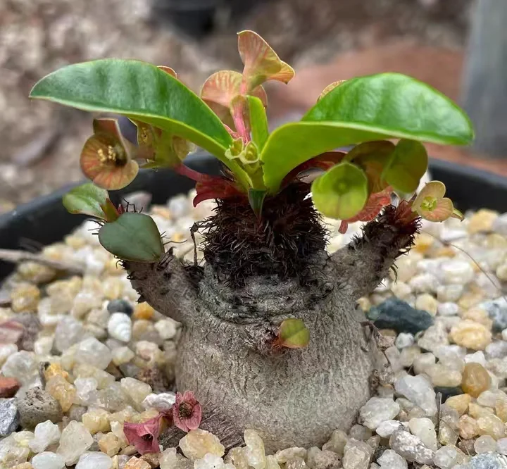 plant Aeonium Echeveria Haworthia  Caudex  Lithops Cactus  Agave 