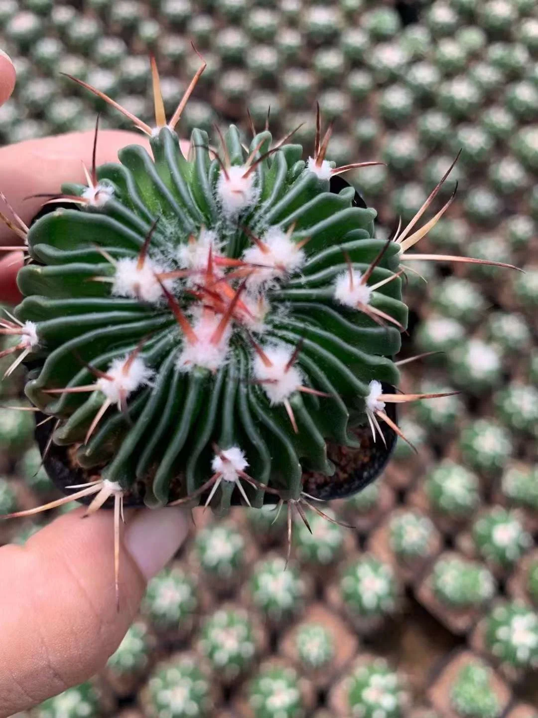 plant Aeonium Echeveria Haworthia  Caudex  Lithops Cactus  Agave 