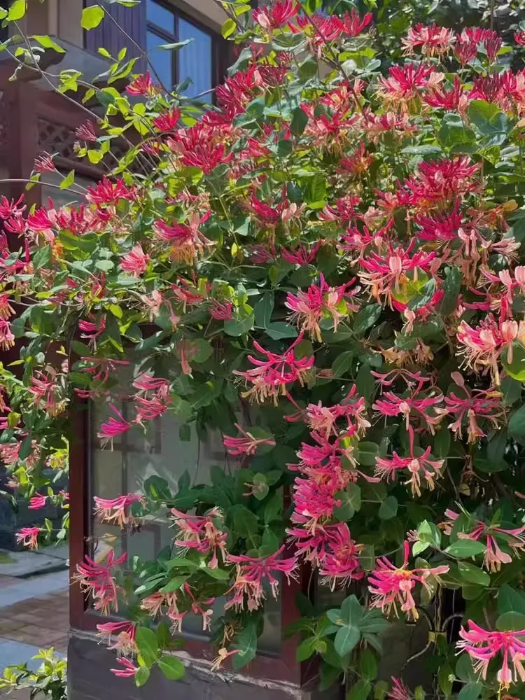 Colorful Honeysuckle Seeds 👍Flowers that are good for your health🌿