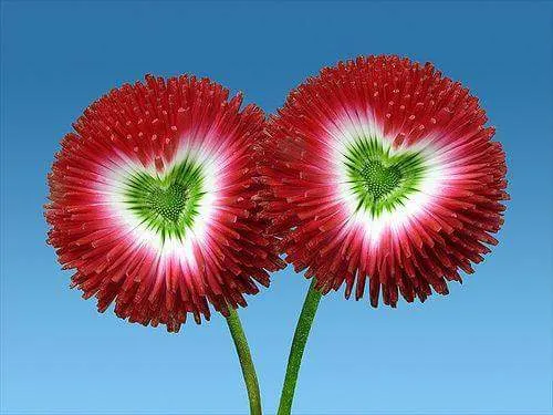 Aster Formula Mixed Colors - Flower Seeds