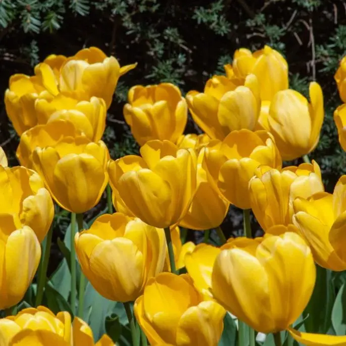 Golden Parade Tulip Seeds