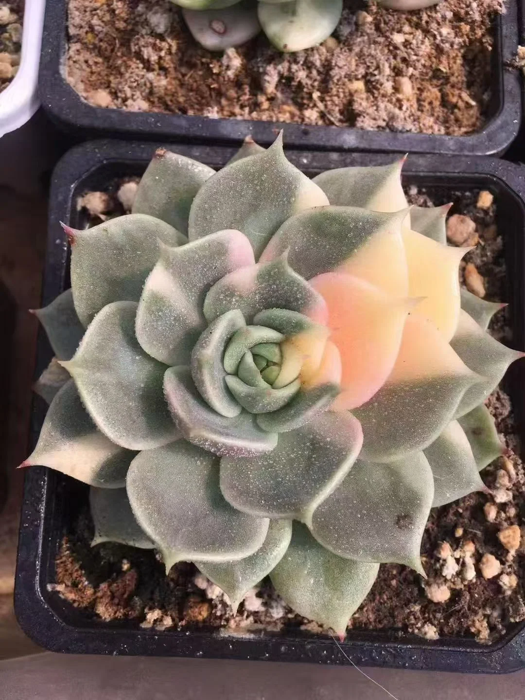 plant Aeonium Echeveria Haworthia  Caudex  Lithops Cactus  Agave 