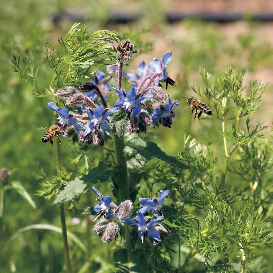 Herb Mix for Bees Jonyparkseed®