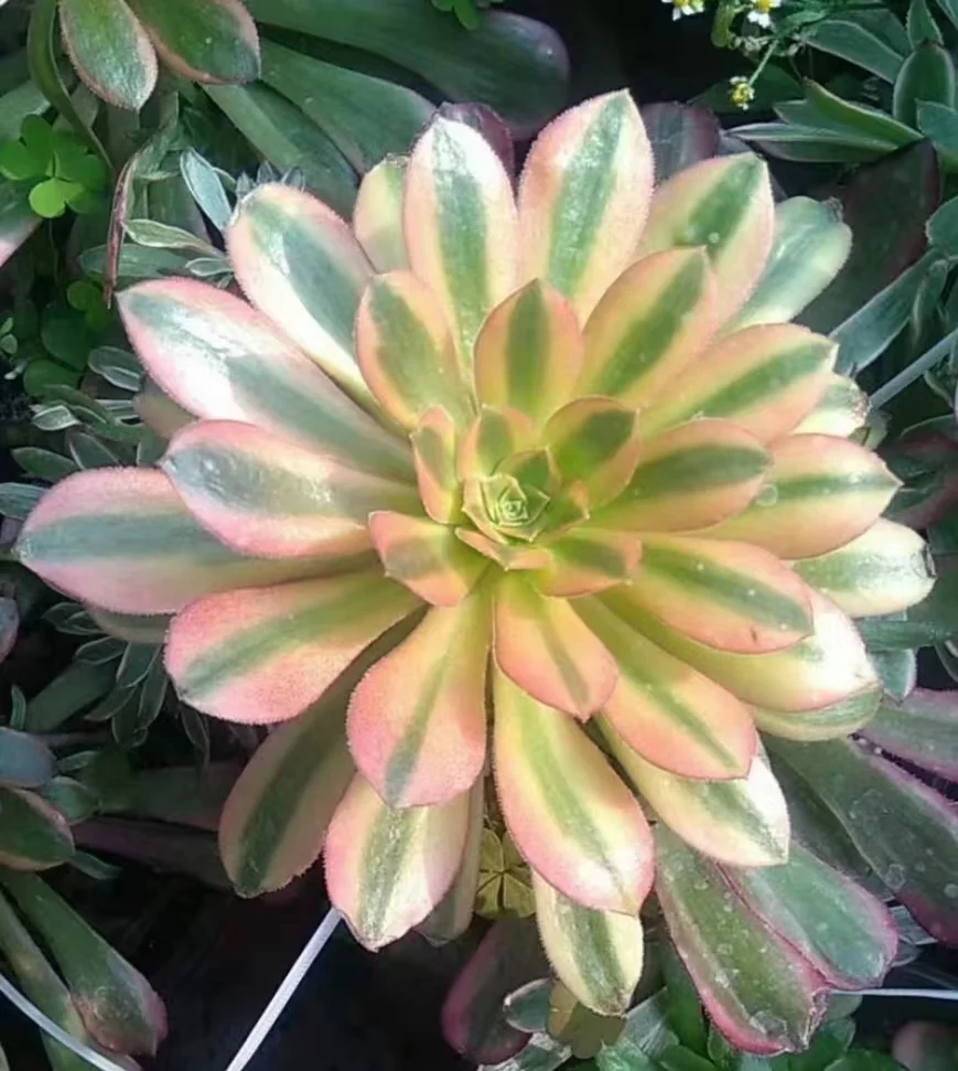 plant Aeonium Echeveria Haworthia  Caudex  Lithops Cactus  Agave 