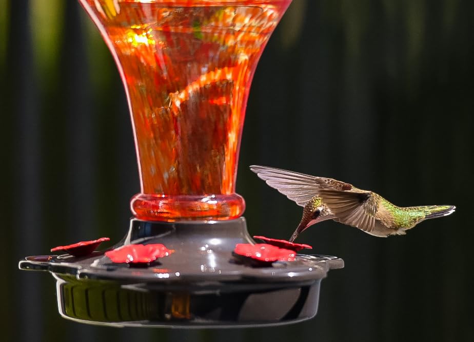 How to Invite Hummingbirds to Your Garden: A Beginner’s Guide