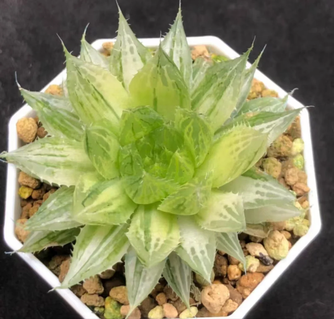 plant Aeonium Echeveria Haworthia  Caudex  Lithops Cactus  Agave 