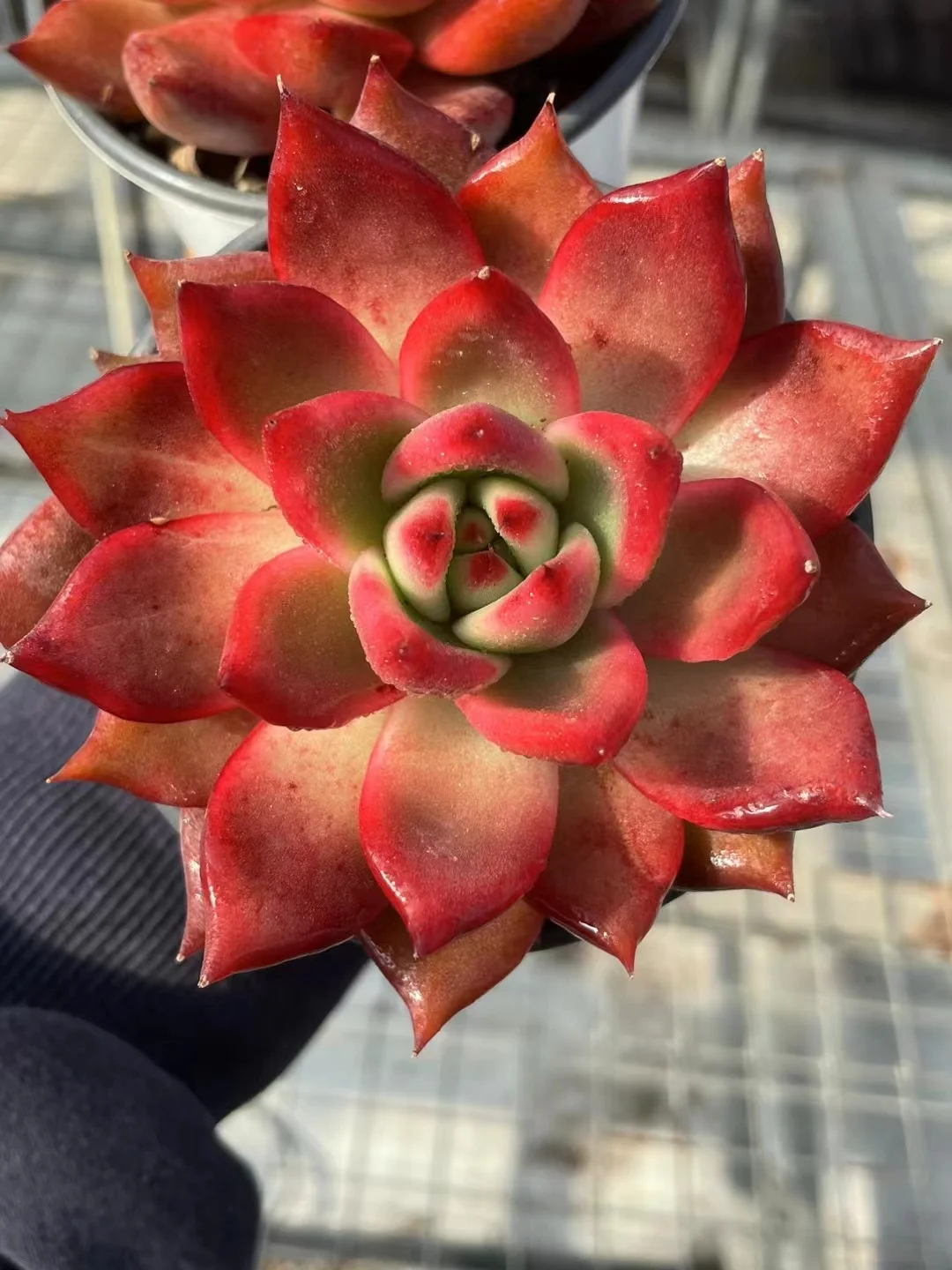 plant Aeonium Echeveria Haworthia  Caudex  Lithops Cactus  Agave 