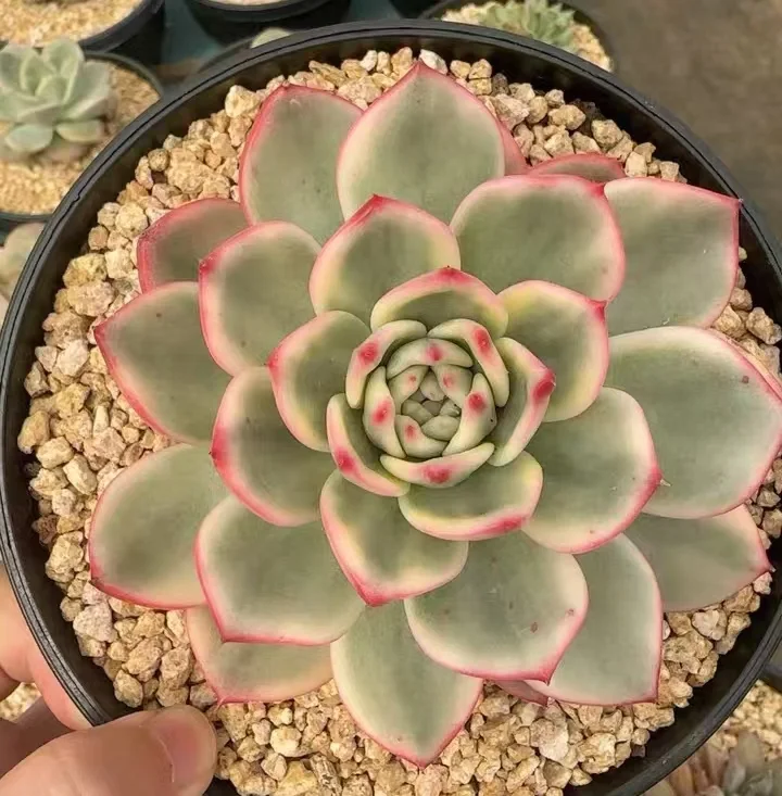 plant Aeonium Echeveria Haworthia  Caudex  Lithops Cactus  Agave 