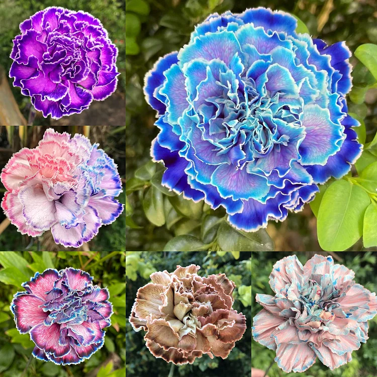 🌸Rare Multicolor Carnation Seeds