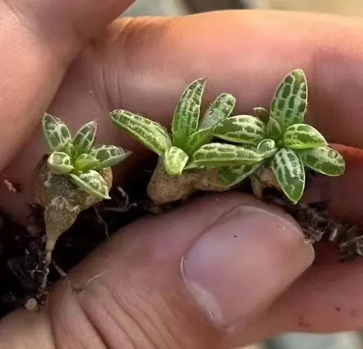 plant Aeonium Echeveria Haworthia  Caudex  Lithops Cactus  Agave 