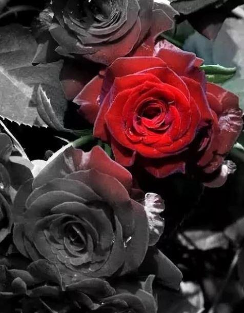 

Red Garden Flower – Paint By Numbers - 40*50CM, 501 Original