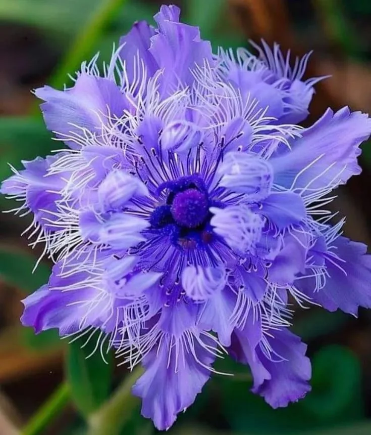 🌺 BEAUTIFUL PASSIONFLOWER SEEDS 🌿