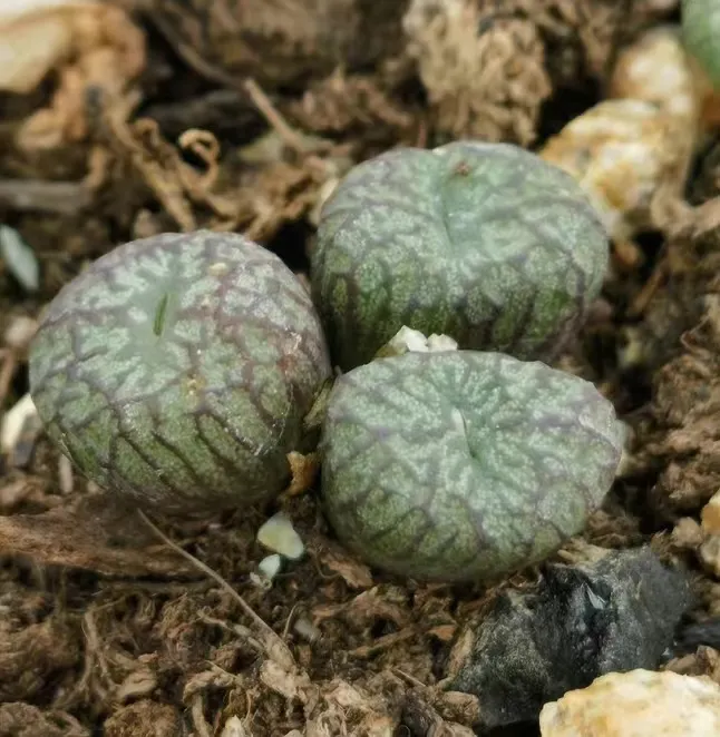 plant Aeonium Echeveria Haworthia  Caudex  Lithops Cactus  Agave 