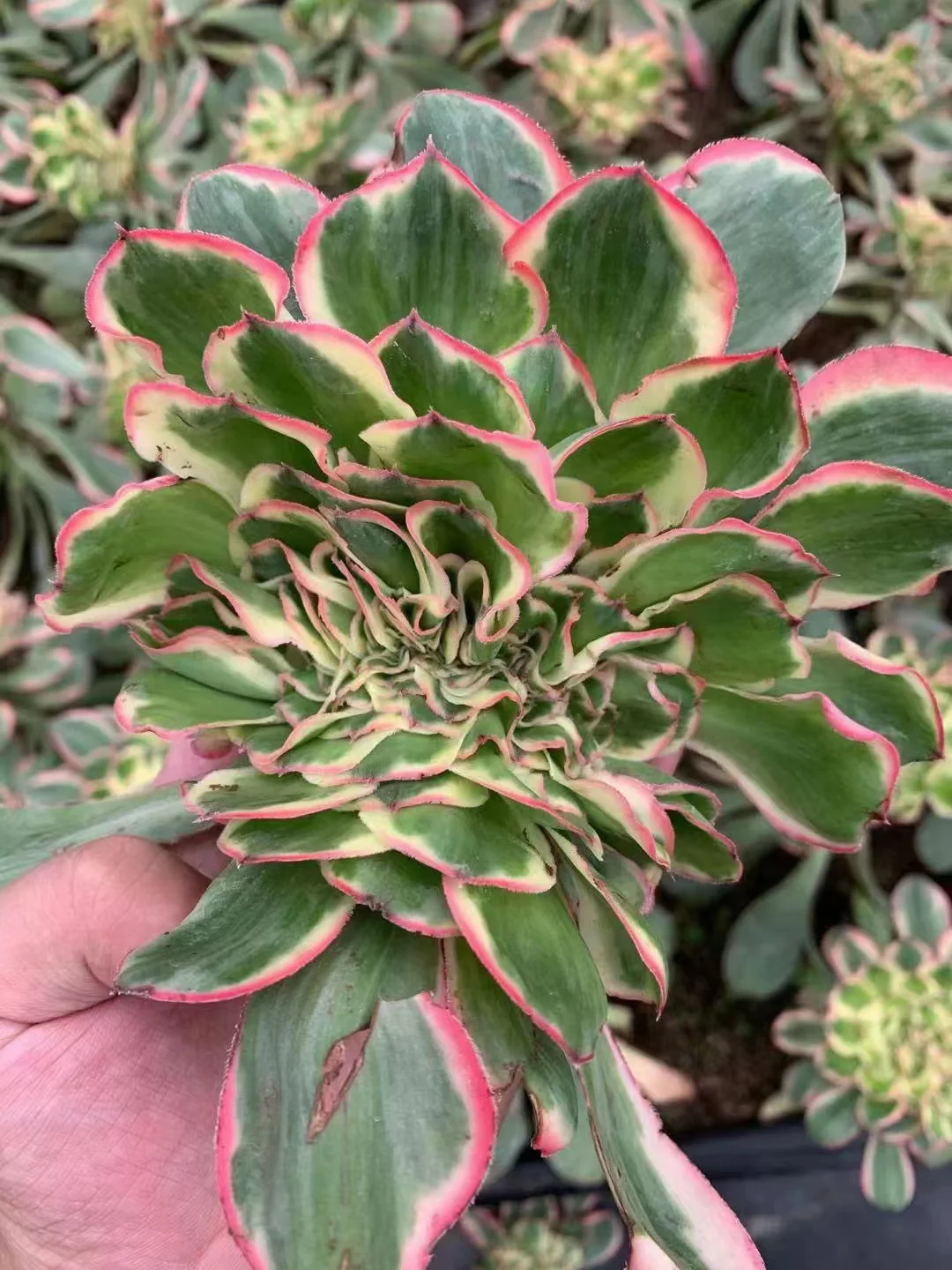 plant Aeonium Echeveria Haworthia  Caudex  Lithops Cactus  Agave 