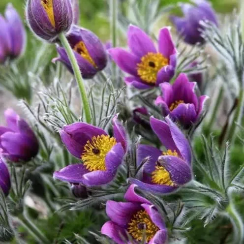 Seltene Samen Pulsatilla Vulgaris Violet 20 Samen