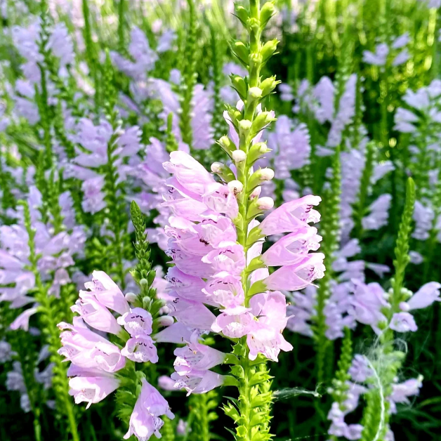 🌸Obedient Plant Seeds—"Dream Garden, Simple Life"