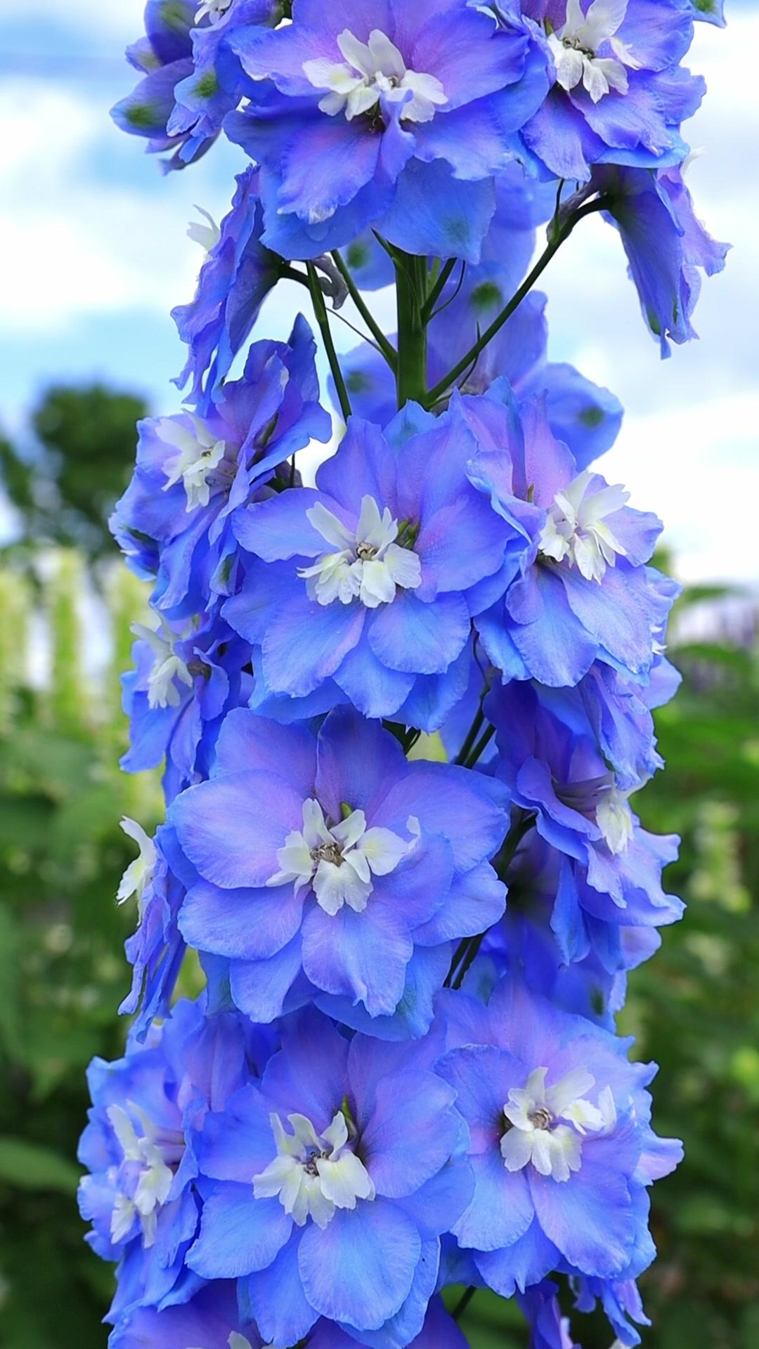 Delphinium Seeds-Mixed 7 Colors