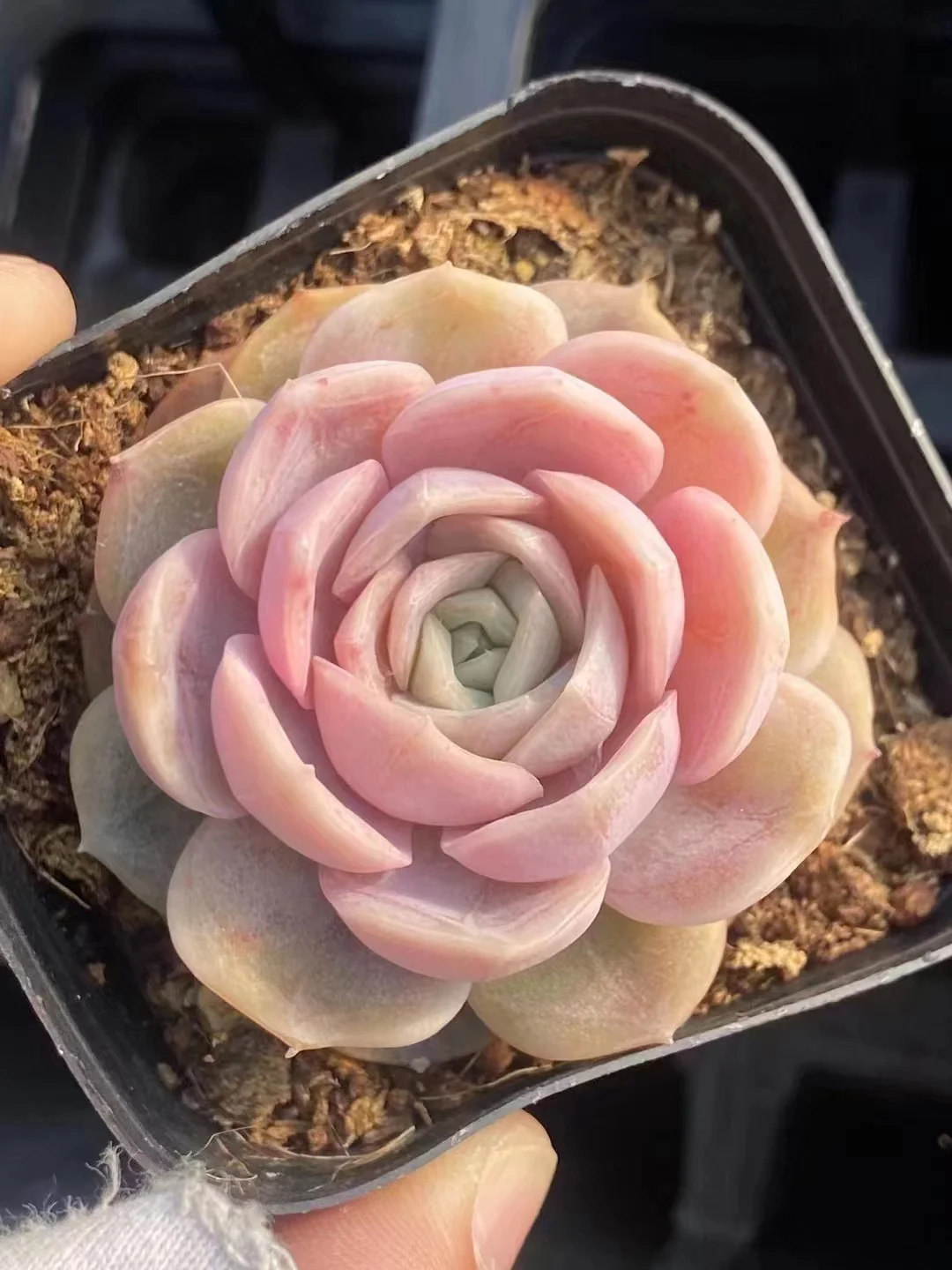 474.Echeveria Blue Surprise single head and cluster  / Echeveria / Succulent plants / Garden landscape / Carefully select healthy plants