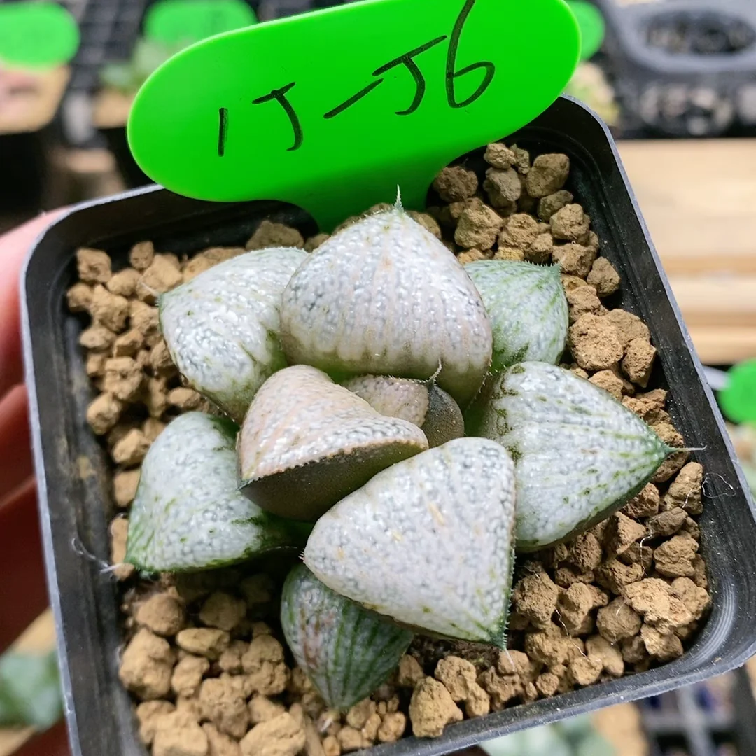 plant Aeonium Echeveria Haworthia  Caudex  Lithops Cactus  Agave 